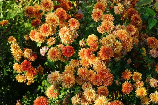 Chrysanthèmes Orange Rustique Hiver Dans Jardin Les Chrysanthèmes Parfois Appelés — Photo