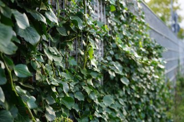 Hedera helix, Araliaceae familyasından bir bitki türü. Berlin, Almanya