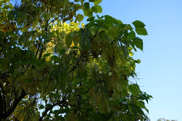 Catalpa Dlouhými Plody Silikulózy Říjnu Catalpa Neboli Catawba Rod Kvetoucích — Stock fotografie