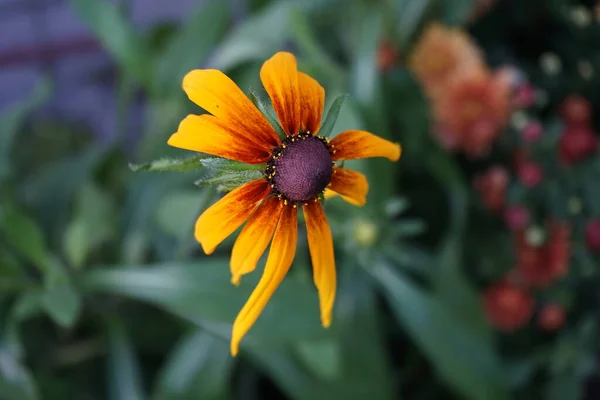 Rudbeckia Hirta Comúnmente Llamada Susan Ojos Negros Una Planta Con — Foto de Stock