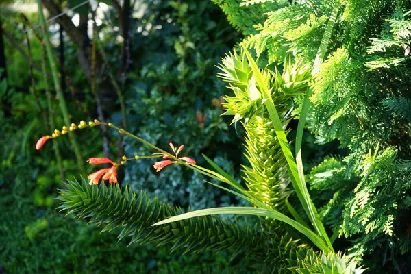 冬寒的克罗斯米亚橙花盛开在花园里 番石榴 Crocosmia 也被称为山楂 Montbretia 是虹膜科的一个开花植物小属 德国柏林 — 图库照片