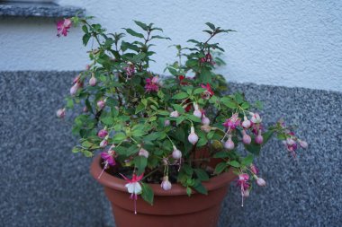 Bahçesinde kışlık dayanıklı fuşyalar olan bir saksı. Fuxia, lat. Fuchsia, Kıbrıs Rum Kesimi 'nin Onagraceae familyasından bir bitki cinsidir. Berlin, Almanya