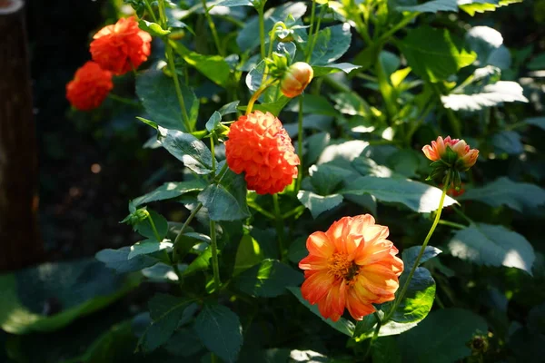 Новорожденный Малыш Бал Дахлия Оранжево Красные Цветки Растениях Высотой Летнем — стоковое фото