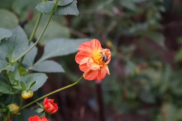 Biene Auf Orange Roter Blüte Dahlia New Baby Kugel Dahlie — Stockfoto