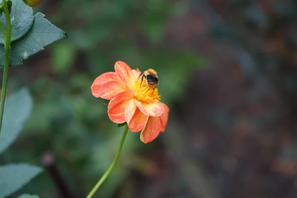Biene Auf Orange Roter Blüte Dahlia New Baby Kugel Dahlie — Stockfoto
