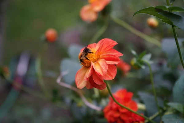 オレンジ色の赤い花の蜂ダリア 新しい赤ちゃん ボールダリア ダーリア Dahlia ブッシュ 草本多年生植物の属です ドイツ ベルリン — ストック写真