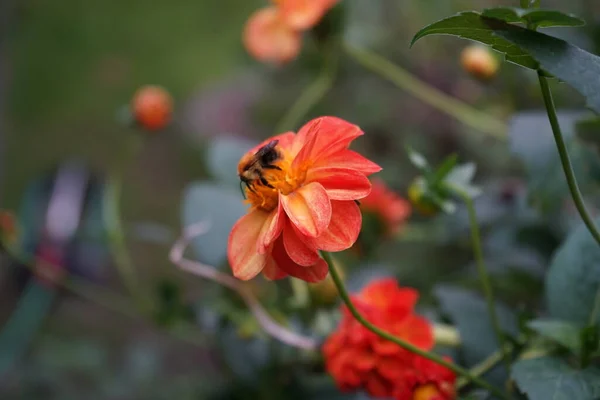 Biene Auf Orange Roter Blüte Dahlia New Baby Kugel Dahlie — Stockfoto