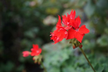 Pelargonium zonale 'Havai Fişekler Kırmızı-Beyaz' bir saksıda. Pelargonium zonale, sardunya, zonal sardunya veya zonal pelargonium, sardunya familyasından bir Pelargonium türüdür. Berlin, Almanya 