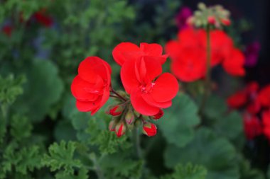 Ayakta duran kırmızı sardunyalar, Pelargonium hororum, ekim ayında bir çiçek kutusunda çiçek açar. Pelargonium hororum, sardunya, bahçe sardunyası, Pelargonium 'un bir hiçliği. Berlin, Almanya 