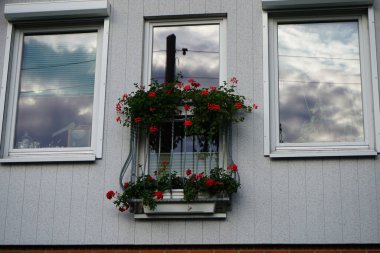 Çiçek kutularında kırmızı sardunya. Pelargonium peltatum, syn. Sarmaşık yapraklı pelargonyum ve çağlayan sardunya, vinç gagası ailesine tahsis edilmiş bir daimi bitkidir. Berlin, Almanya 