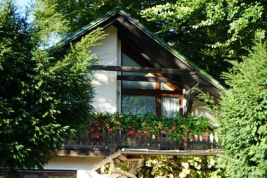 Pembe ve kırmızı sardunyalar, Pelargonium hororum, Ekim ayında balkondaki bir çiçek kutusunda çiçek açar. Pelargonium hororum, sardunya, bahçe sardunyası, Pelargonium 'un bir hiçliği. Berlin, Almanya 