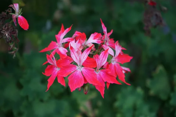 花器の中にあるペラルゴニウムゾーン 花火赤白 ペラルゴニウム ゾナール Pelargonium Zale Geranium Zonal GeraniumまたはZonal Pelargonium — ストック写真