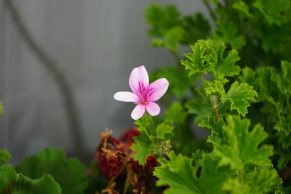 Geranio Perfumado Pelargonio Perfumado Moskito Schocker Florece Octubre Una Caja — Foto de Stock