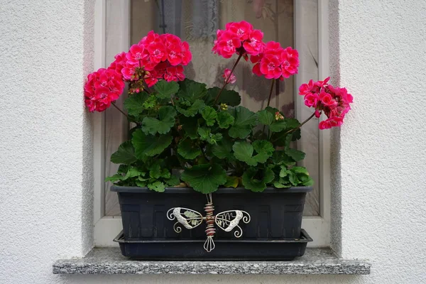 Standing rose red geraniums, Pelargonium hortorum, bloom in October in a flower box. Pelargonium hortorum, zonal geranium, garden geranium, is a nothospecies of Pelargonium. Berlin, Germany