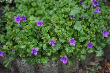Campanula, Ekim 'de bahçede olacak. Campanula portenschlagiana, Campanulaceae familyasından bir çan çiçeğidir. Berlin, Almanya