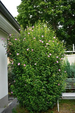 Hibiscus syriacus, Malvaceae familyasından bir bitki türü. Büyük trompet şeklindeki pembe çiçekler ve öne çıkan sarı uçlu beyaz erkek kediler taşır. Berlin, Almanya
