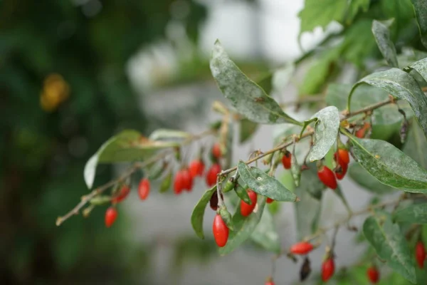 Lycium Barbarum Ripe Berries Grows Garden Lycium Barbarum Shrub One — Stock Photo, Image