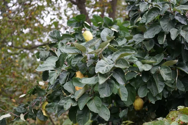 成熟的梨子在树上 德国柏林 — 图库照片