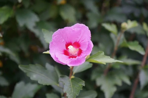 Hibiscus Syriacus Вид Цветущего Растения Семейства Мальвовых Несет Большие Розовые — стоковое фото