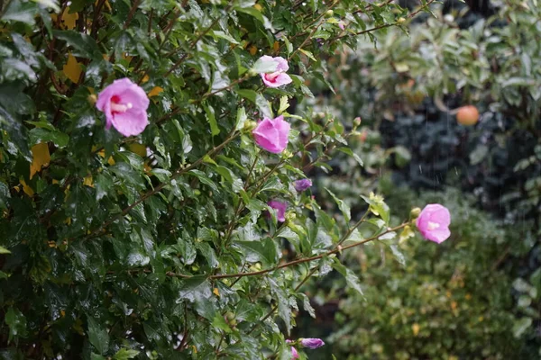 Hibiscus Syriacus Вид Цветущего Растения Семейства Мальвовых Несет Большие Розовые — стоковое фото