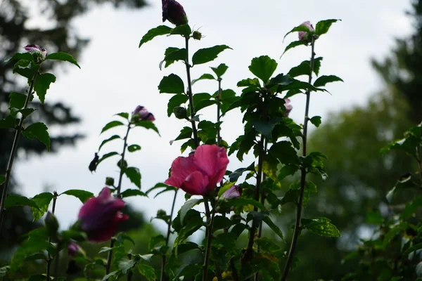 Hibiscus Syriacus Gatunek Rośliny Kwitnącej Rodziny Mallowatych Malvaceae Berlin Niemcy — Zdjęcie stockowe