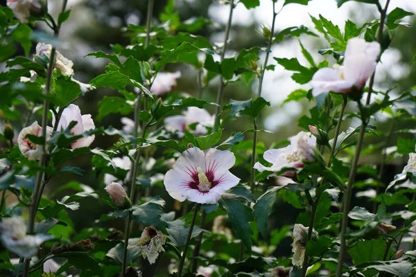 Hibiscus Syriacus Species Flowering Plant Mallow Family Malvaceae Berlin Germany — Stock Photo, Image