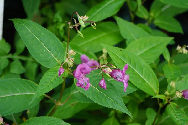 Impatiens Glandulifera Casco Policía Cimas Bobby Cimas Cobre Sombrilla Gnomo —  Fotos de Stock