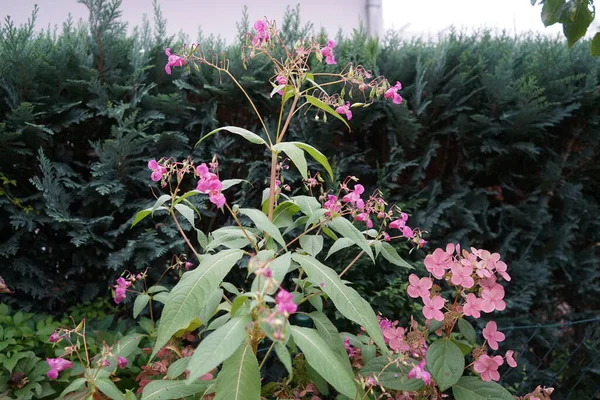 Impatiens Glandulifera Hydrangea Paniculata Pinky Winky Florecen Jardín Octubre Impatiens — Foto de Stock