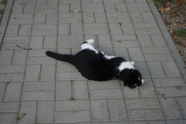 Siyah ve beyaz kedi yolda yatıyor. Berlin, Almanya 