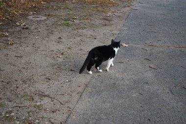 Yürüyüşe çıkan siyah beyaz kedi. Berlin, Almanya