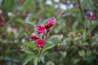 Weigela Florida, Ekim 'de bahçede kırmızı çiçeklerle. Weigela, Caprifoliaceae familyasından bir çalı türü. Berlin, Almanya
