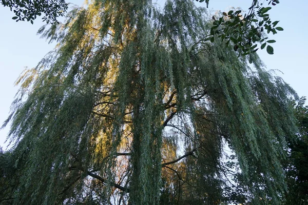Willow Octobre Saules Également Appelés Salallows Osiers Genre Salix Berlin — Photo