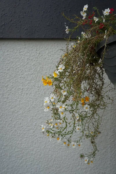 Nemesia Strumosa Sunsatia Flower Pot Drainpipe October Nemesia Strumosa Cape — Stock Photo, Image