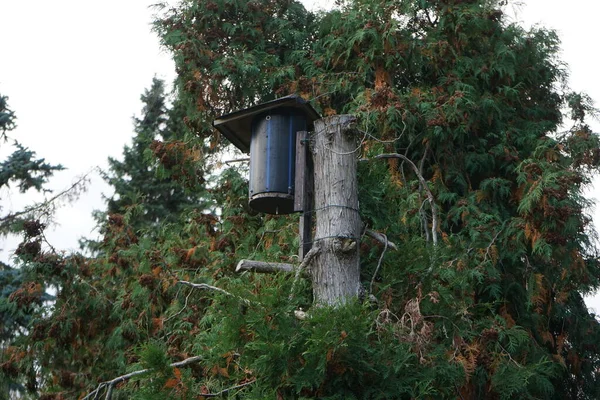 Vogelhäuschen Auf Einem Baumstamm Berlin Deutschland — Stockfoto