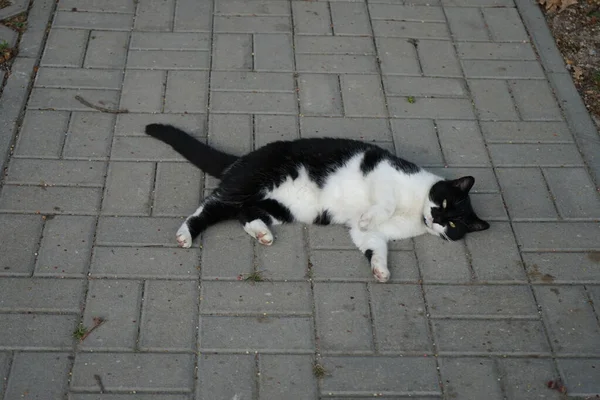 黑白相间的猫躺在路上 德国柏林 — 图库照片