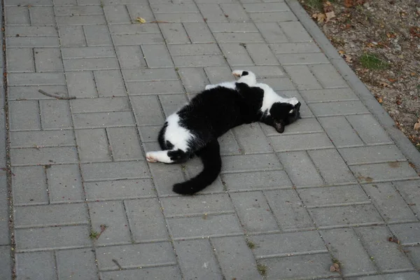 Czarno Biały Kot Leży Drodze Berlin Niemcy — Zdjęcie stockowe