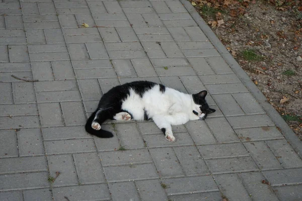 Schwarz Weiße Katze Liegt Auf Der Straße Berlin Deutschland — Stockfoto