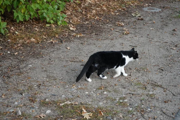 Schwarz Weiße Katze Für Einen Spaziergang Berlin Deutschland — Stockfoto