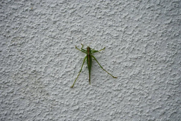 고니아 Tettigonia Viridissima 귀뚜라미의 일종으로 아과에 속한다 베를린 — 스톡 사진