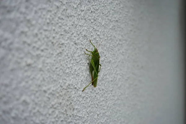 Tettigonia Viridissima Die Große Grüne Buschgrille Ist Eine Große Art — Stockfoto