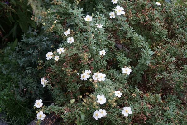 White Potentilla Abbotswood Trädgården Oktober Potentilla Örtartad Blommande Växt Från — Stockfoto
