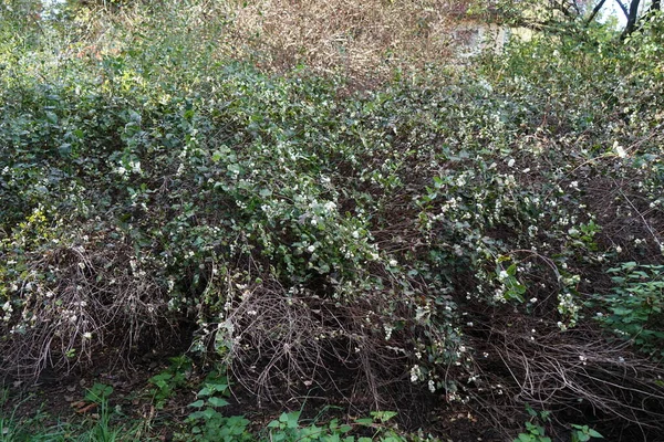 Symphoricarpos Albus Είναι Ένα Είδος Ανθοφόρου Φυτού Της Οικογένειας Των — Φωτογραφία Αρχείου