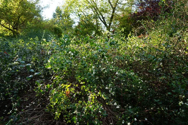 Symphoricarpos albus, hanımeli familyasından yaygın olarak bilinen bir bitki türüdür. Berlin, Almanya 