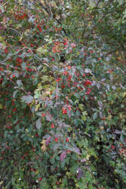 Euonymus europaeus, Çelikgiller (Celastraceae) familyasından bir bitki türü. Berlin, Almanya