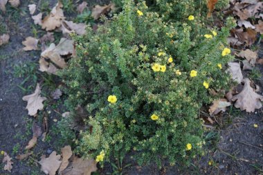 Yellow Potentilla in the garden in October. Dasiphora fruticosa, syns. Potentilla fruticosa, shrubby cinquefoil, shrubby five-finger, widdy, and kuril tea is a species of hardy deciduous flowering shrub in the family Rosaceae. Berlin, Germany clipart