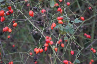 Rosa Rubiginosa meyveleri Ekim ayında parkta. Rosa rubiginosa, syn. Tatlı yaban gülü, tatlı Brier veya eglantine, R. eglanteria, gülgiller (Rosaceae) familyasından bir güldür. Berlin, Almanya 