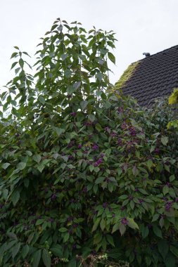 Callicarpa dichotoma, Lamiaceae familyasından bir kiraz türüdür. Berlin, Almanya
