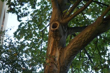 Akçaağaç gövdesinde bir boşluk. Acer, akçaağaç ve çalı cinsi bir ağaçtır. Berlin, Almanya