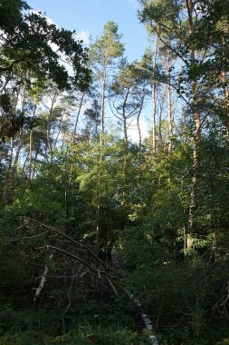 Berlin, Almanya 'da orman manzarası