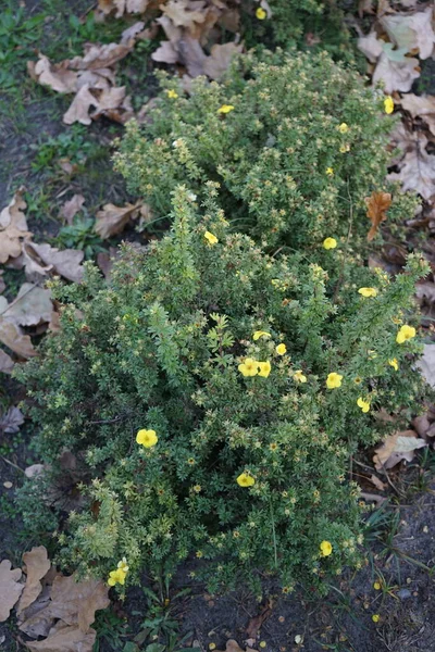 Žlutý Potentilla Zahradě Říjnu Dasiphora Fruticosa Syns Potentilla Fruticosa Keřovitý — Stock fotografie